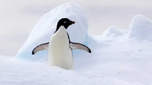 Adelie Penguin on ice floe in the southern ocean, 180 miles north of East Antarctica, Antarctica